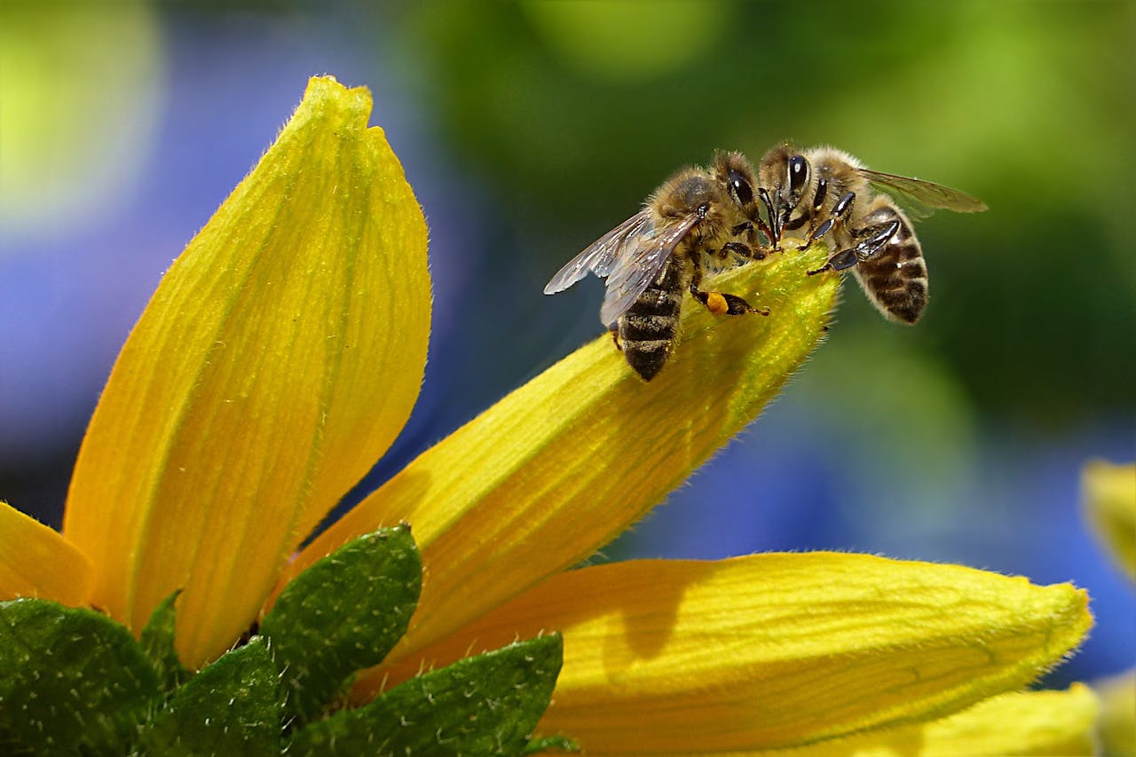 Close-up of honey bees pollinating a bright yellow flower, capturing nature's beauty and delicate balance.