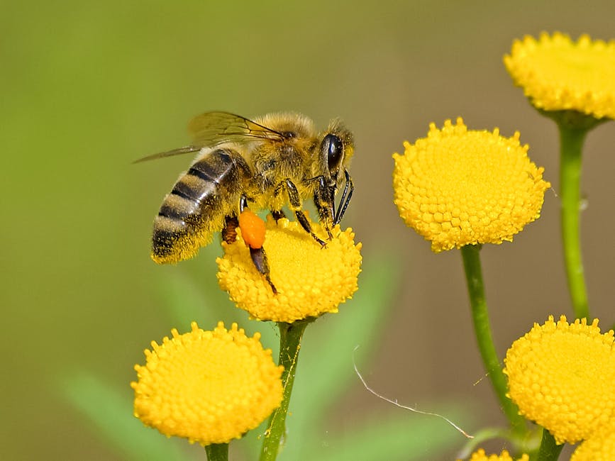 Pszczelarskie czwartki w “Bule” Detailed shot of a honeybee pollinating vibrant yellow flowers in nature.