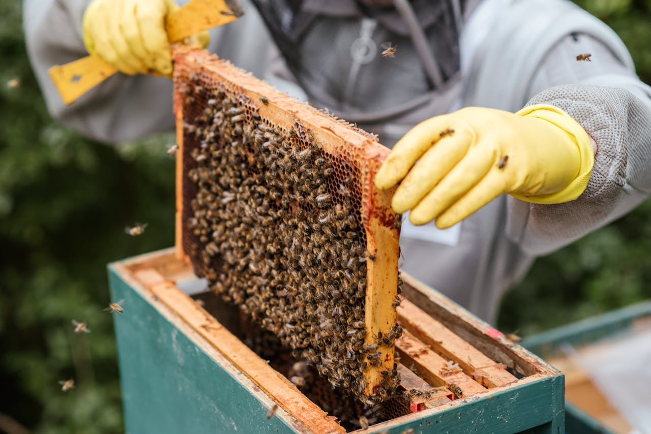 about-img Beekeeper examining a honeycomb frame full of bees, showcasing beekeeping process.